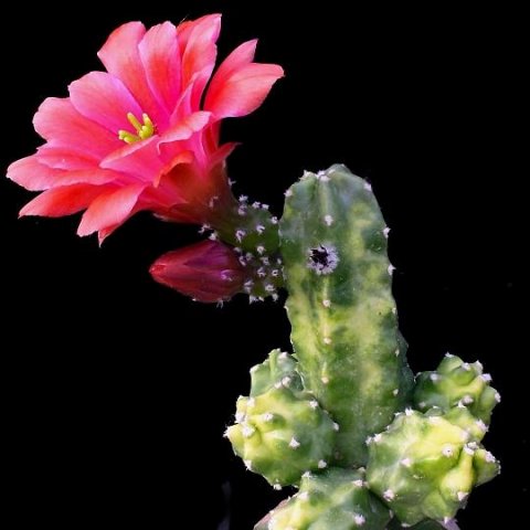 Echinocereus_sherii_gentryi